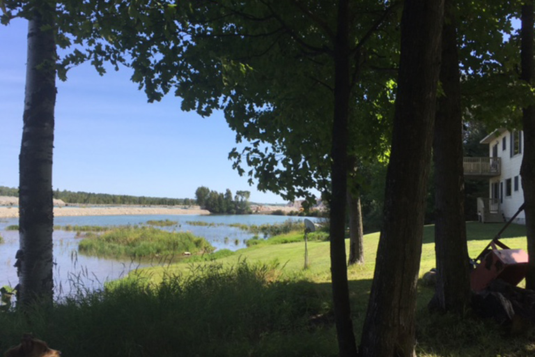 Several tall trees with slender trunks frame the waterfront property.